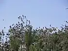 Great cormorants in the Kąty Rybackie nature reserve