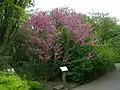 The Chinese redbud