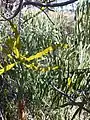 Korthalsella rubra on Wilga, Geijera parviflora, Central NSW, 14 June 2015