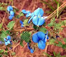 A sky-blue pea flower