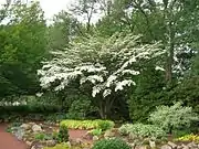 Kousa Dogwood, June 2015