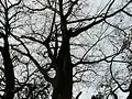 A mature Indian elm tree in fall