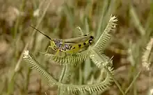 Male photographed near Belbedji, Zinder Region, Niger