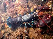 A bluish lobster walks over the sea-floor. It uses four pairs of thin legs to walk, holding its large claws in front of it. Its tail extends straight behind it, while the long, red antennae jut forwards from its head.