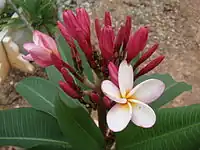 Red frangipani found in Malaysia