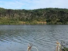 Kunzea robusta (rawirinui) along the shores of Lake Keretā