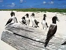  Seven brownish birds sitting on a large log on a beach