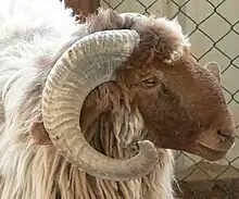 Awassi Sheep