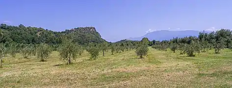 Olive trees around the Rocca di Manerba del Garda.