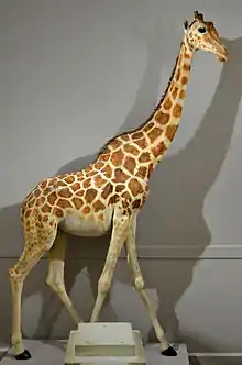 Zarafa, the famous giraffe that inspired La mode à la girafe craze in 1820s France