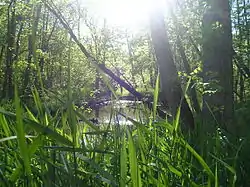 La Coulée River is a tributary of the Seine River, in Taché