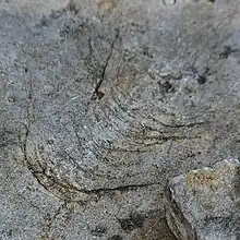 Brown crescent-shaped chatter marks on a formation of gray sandstone.