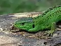 Sand lizard, mating season colouring