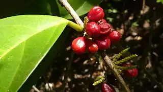 fruit and foliage