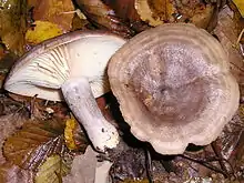 "Lactarius vietus"