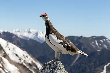 Male rock ptarmigan (L. m. japonicum) in summer plumage on Mount Tsubakuro, Japan