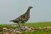 Bird: Rock Ptarmigan