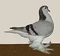 Lahore (silver barred)