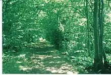 The Coach Road through the policies near the Lainshaw ha-ha prior to the creation of the SWAT paths.