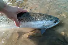 Lake Erie Steelhead