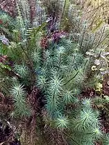 Dawsonia superba