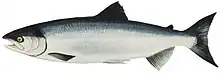 Male ocean-phase adult sockeye