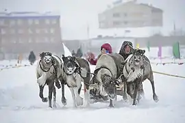 Reindeer team during the Festival of the Peoples of the North