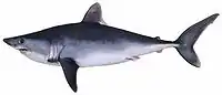 The porbeagle shark is threatened.