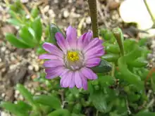 The tiny species Lampranthus tenuifolius