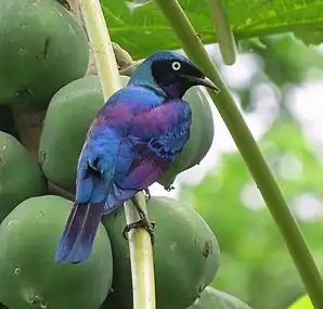 Dorsal view of plumage