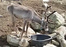 Reindeer