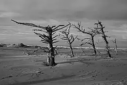 The dynamic Lanphere Dunes in Humboldt County exemplify the coastal dune forest ecosystem.