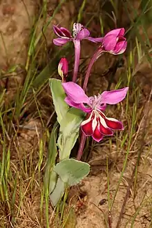 Lapeirousia jacquinii growth habit