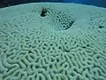 Large bleached brain coral, 2014