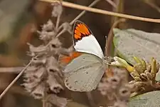 Male C. a. antevippeGambia