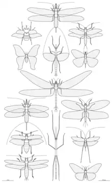 Graphic showing the largest living and extinct insects, from top to bottom, left column: actaeon beetle, coscinocera hercules, homoioptera gigantea, titan beetle and gigatitan similis, central column: mazothairos enormis, eurycnema versirubra, meganeuropsis permiana and phryganistria sp., right column: clatrotitan scullyi, kalligramma haeckeli, bojophlebia prokopi, arachnacris tenuipes and thysania agrippina