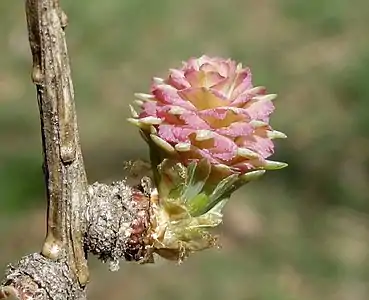 Young female cone