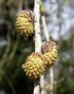 Male cones