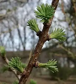 Short shoots, just after bud break