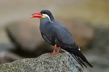 Inca tern