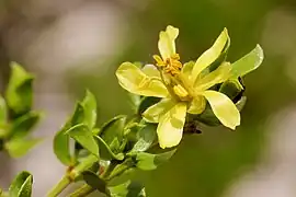 Larrea tridentata