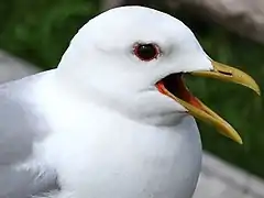 Breeding adults have red rings around dark eyes Kizhi Island, Russia