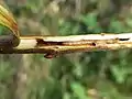 S. spuleri larva in twig of Ulmus laevis