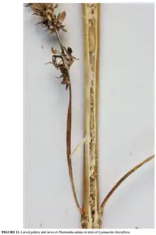 A stalk of ''Lysimachia thyrsiflora'' with a larva of ''Phalonidia udana'' inside, against a white background. The stem has a crack running down its center, and the larva is located inside it. Text on the bottom says:  FIGURE 11. Larval gallery and larva of ''Phalonidia udana'' in stem of ''Lysimachia thyrsiflora''.