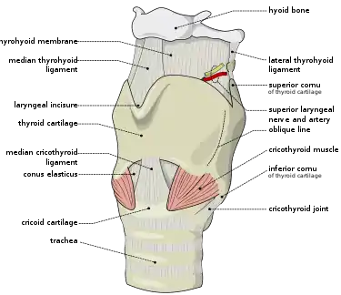 In cricothyrotomy, the incision or puncture is made through the cricothyroid membrane in between the thyroid cartilage and the cricoid cartilage