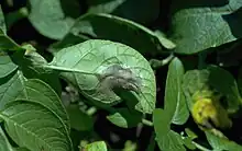 Potato late blight