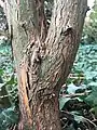 Main trunk (girth 11 cm) of mature shrubby specimen, Royal Botanic Garden Edinburgh.