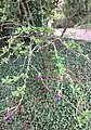 Weeping / arching habit of lower branches of mature specimen flowering in Royal Botanic Garden Edinburgh.