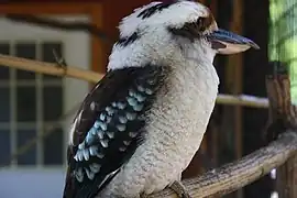 Laughing kookaburra