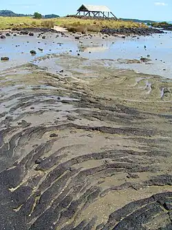 Pahoehoe lava flow from Mangere Mountain at nearby Ambury Regional Park